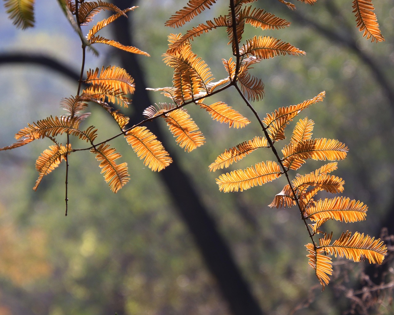 leaves, foliage, branches, forest, botany, dawn redwood, flora, nature