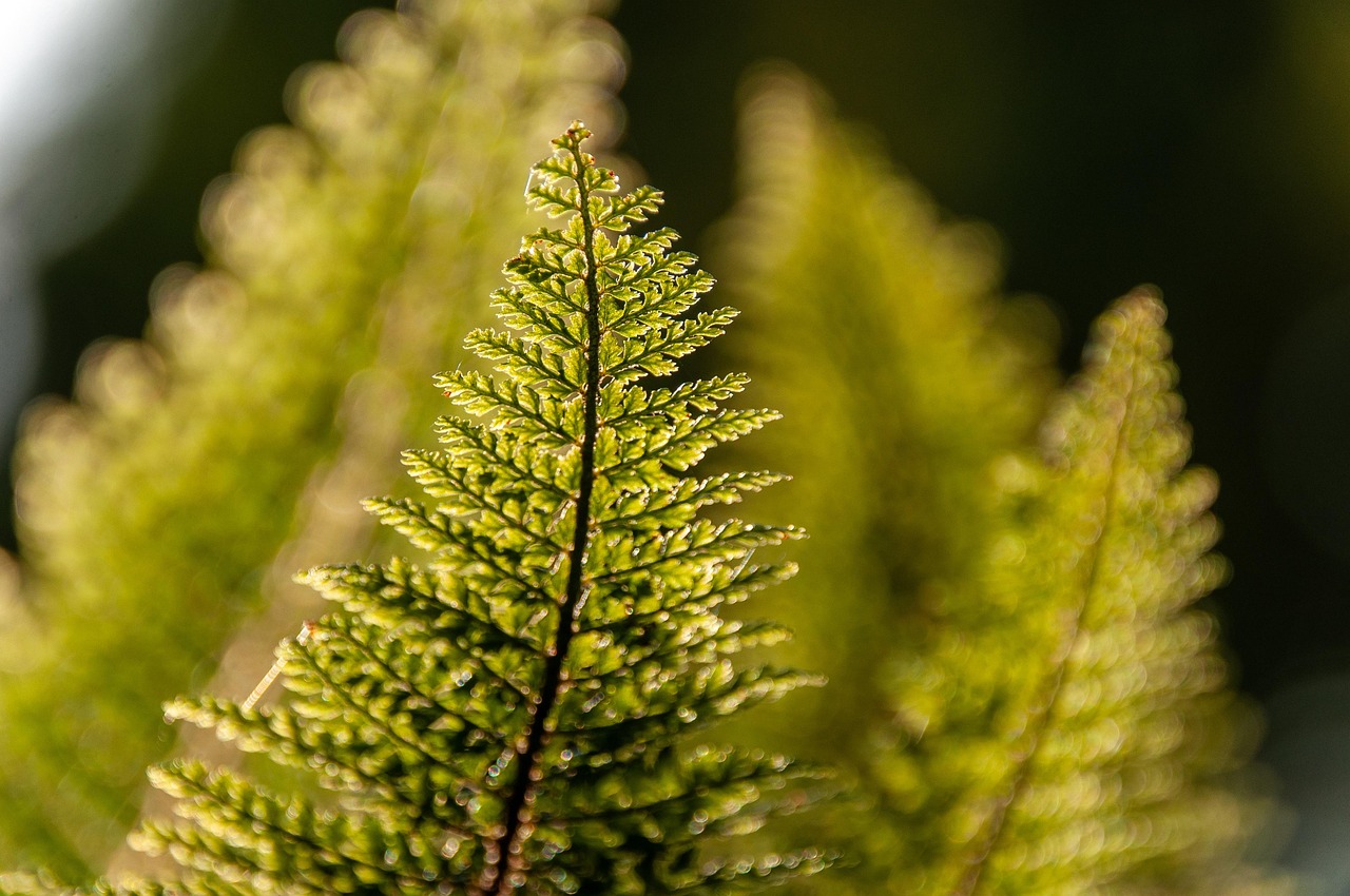 fern, plant, leaves, forest, green, nature, forest, forest, forest, forest, forest